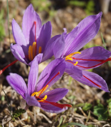 Šafrán setý - Crocus sativus - hlízy krokusu - 3 ks