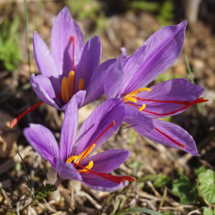 Šafrán setý - Crocus sativus - hlízy krokusů - 3 ks