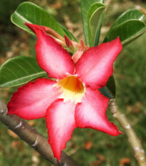 Pouštní růže - Adenium obesum - semena pouštní růže - 5 ks