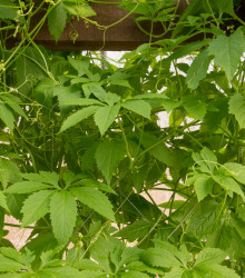 Gigantická ačokča - Cyclanthera pedata - semena ačokči - 5 ks