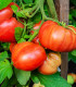 BIO Rajče Brandywine červené - Solanum lycopersicum - bio semena rajčete - 7 ks