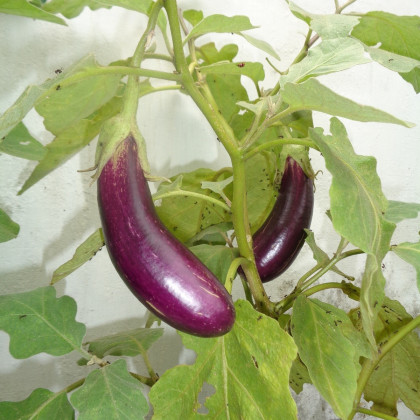 Lilek Jewel Jet - Solanum melongena - semena lilku - 10 ks