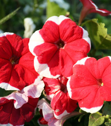 Petúnie Musica Red Frost F1 - Petunia x grandiflora - semena petúnie - 30 ks