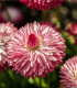 Sedmikráska růžová Roggli - Bellis perennis - semena sedmikrásky - 50 ks