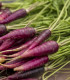 BIO Mrkev fialová Gniff - Daucus carota - bio semena mrkve - 400 ks
