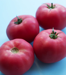 Rajče Big Pink F1 - Solanum lycopersicum - semena rajčete - 7 ks