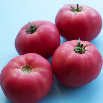 Rajče Big Pink F1 - Solanum lycopersicum - semena rajčete - 7 ks