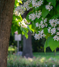 Katalpa trubačovitá - Catalpa bignonioides - semena katalpy - 8 ks