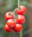 Rajče Gardeners Delight - Solanum lycopersicum - semena rajčete - 10 ks