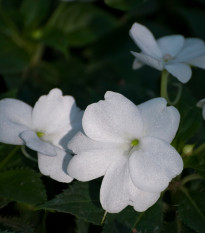 Netýkavka bílá Accent F1 - Impatiens walleriana - semena netýkavky - 20 ks