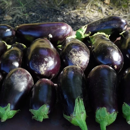 BIO Lilek Meronda - Solanum melongena - bio semena lilku - 15 ks