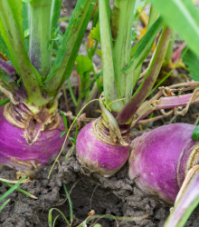 BIO Ředkev podzimní fialová - Raphanus sativus - bio semena ředkve - 80 ks