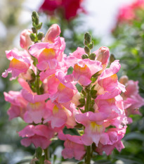 Hledík větší světle růžový - Antirrhinum majus - semena hledíku - 20 ks