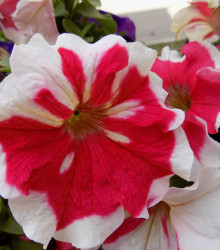 Petúnie Frost Fire - Petunia x grandiflora - semena petúnie - 30 ks