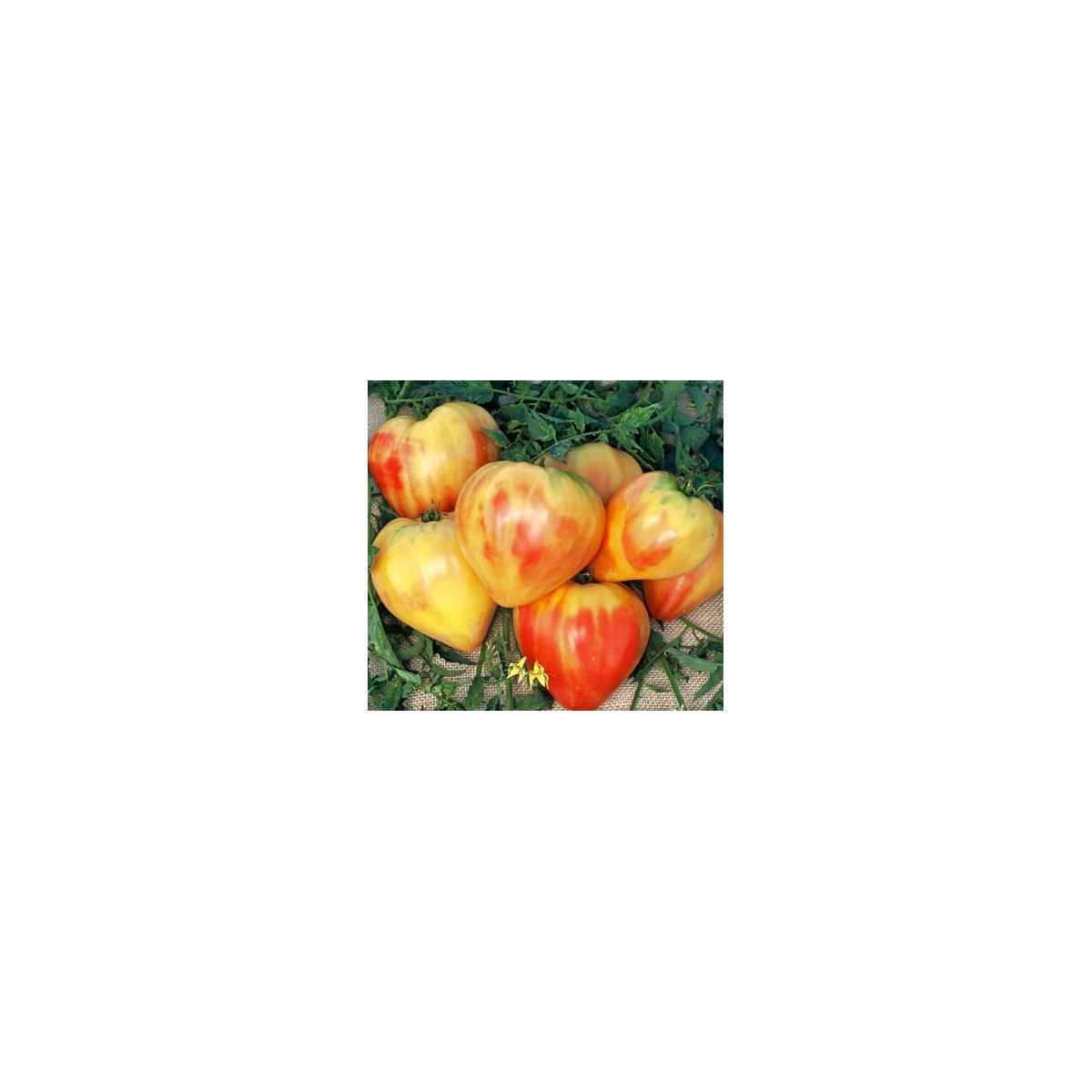 Rajče oranžové - prodej semen rajčat - 6 ks