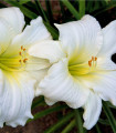 Denivka White Temptation - Hemerocallis - hlízy denivky - 1 ks