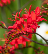 Montbrécie Lucifer - Crocosmia - hlízy montbrécie - 4 ks