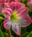 Hvězdník Apple Blossom - Hippeastrum - cibule hvězdníku - 1 ks