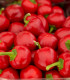 BIO Paprika Babybell červená - Capsicum annuum - bio semena papriky - 10 ks