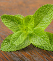 BIO Máta klasnatá - Mentha viridis - bio semena máty - 25 ks