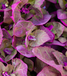 BIO Lebeda zahradní - Atriplex hortensis - bio semena lebedy - 40 ks