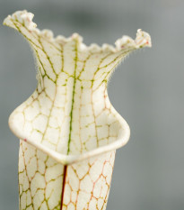 Špirlice bělolistá bílá - Sarracenia leucophylla - semena špirlice - 10 ks