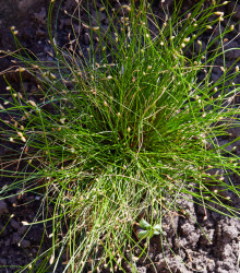 Isolepis Live Wire - Isolepis cernua - semena okrasných trav - 10 ks