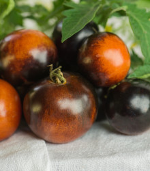 BIO Rajče Brown Berry - Solanum lycopersicum - bio semena rajčete - 7 ks