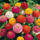 Ostálka Liliput - Zinnia elegans - semena ostálky - 50 ks