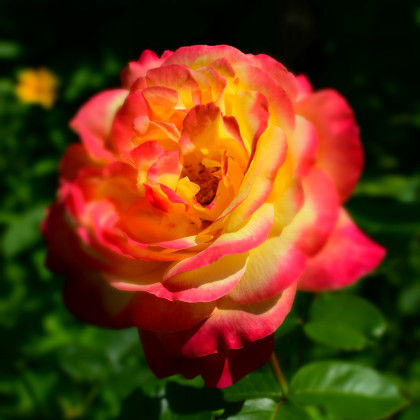 Růže velkokvětá červenožlutá - Rosa - prostokořenné sazenice růže - 1 ks