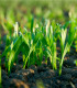 Chytrý trávník 3 v 1 - aquagel - osivo - hnojivo - 0,5 x 10 m