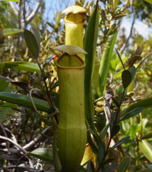 Láčkovka madagaskarská - Nepenthes madagascariensis - semena láčkovky - 10 ks