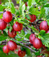 Angrešt červený - Ribes uva-crispa - prostokořenné sazenice angreštu - 1 ks
