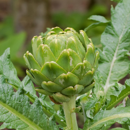BIO Artyčok Green Globe - Cynara scolymus - bio semena artyčoku - 10 ks