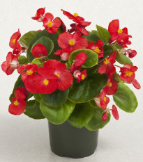 Begonie Super Olympia červená F1 - Begonia semperflorens - semena begónie - 12 ks