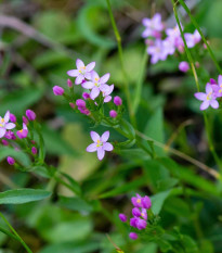 Zeměžluč okolíkatá - Centaurium erythraea - semena zeměžluče - 0,01 g