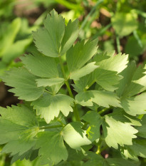 Libeček lékařský - Levisticum officinale - semena libečku - 0,4 g