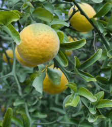 Citronečník trojlistý - Citrus trifoliata - semena citronečníku - 4 ks