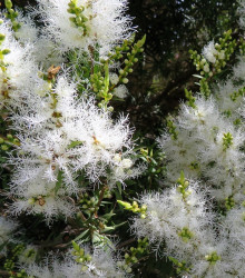 Čajovníkový strom - Melaleuca acuminata - semena čajovníku - 50 ks