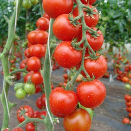 Rajče Spencer - Solanum lycopersicum - semena rajčete - 20 ks
