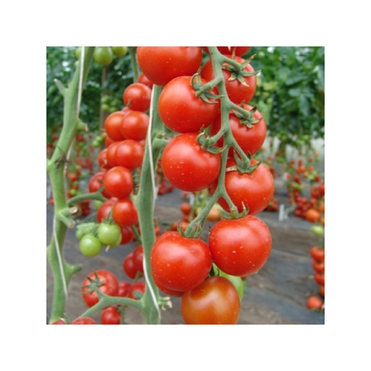 Rajče Spencer - Solanum lycopersicum - semena rajčete - 20 ks