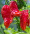 Chilli Bhut Jolokia - Capsicum chinense - semena chilli - 5 ks