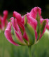 Tulipán Groenland - Tulipa - cibuloviny - 3 ks