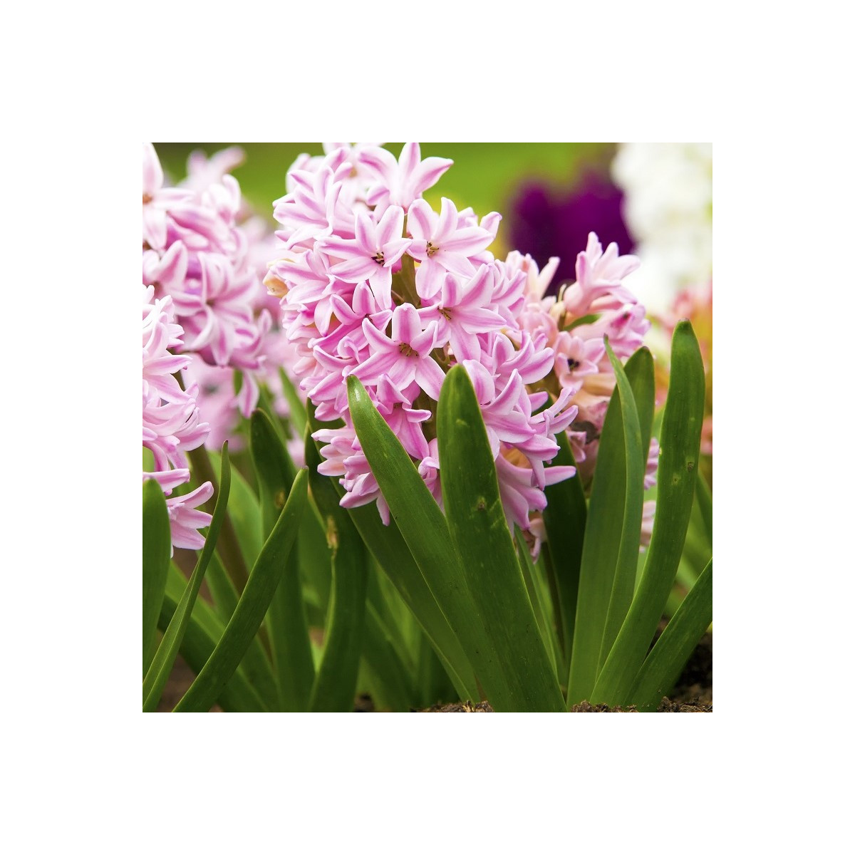 Hyacint Fondant - Hyacinthus fondante - cibule hyacintu - 1 ks