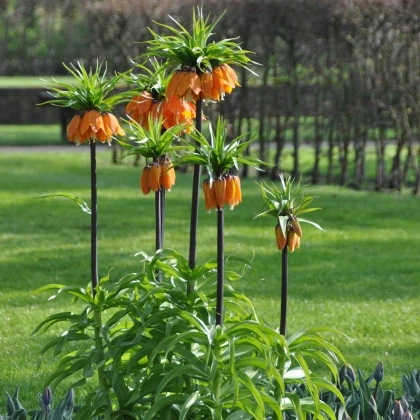 Řebčík královský Aurora - Fritillaria imperialis - cibule řebčíku - 1 ks