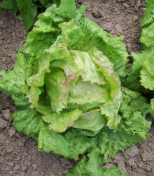 Salát ledový Pražan - Lactuca sativa var. capitata - semena salátu - 100 ks