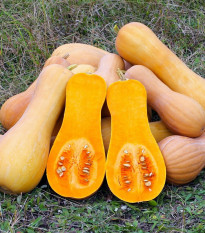 Tykev muškátová Butterscotch PMT F1 - Cucurbita moschata - semena tykve - 5 ks