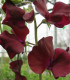Hrachor Sunshine Burgundy - Lathyrus odoratus - semena hrachoru - 12 ks