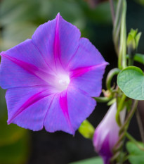 BIO Povíjnice fialová - Ipomoea purpurea - bio semena povíjnice - 15 ks