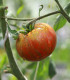 BIO Rajče Tigerella - Solanum lycopersicum - bio semena rajčete - 6 ks